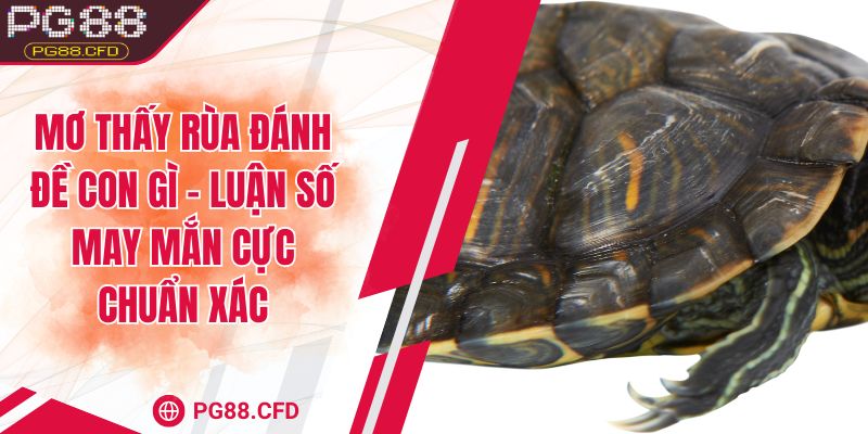 Mơ thấy rùa đánh đề con gì - Luận số may mắn cực chuẩn xác