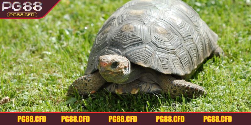 Cụ thể các tình huống mơ thấy rùa đánh đề con gì?